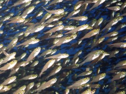Glassfish